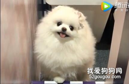 為什么喜歡狗狗？ 因為它看我的眼神永遠真誠！