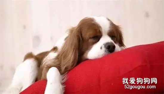 狗狗为什么喜欢睡在主人的旁边？