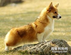 為什么要給狗狗做絕育？