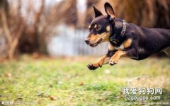 預防狗狗夏季綜合癥的出現