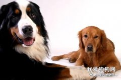 怎么判斷狗狗是否有攻擊性？