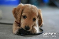 為什么剛到家的狗狗容易生病？