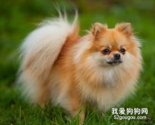 空運狗狗要準備什么？