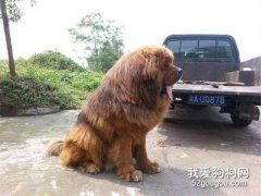 藏獒的繁育知識
