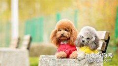 狗狗為什么總愛舔尾巴和屁屁？