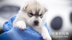 狗狗每頓吃多少最好？