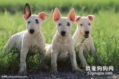 如何購買牛頭梗？