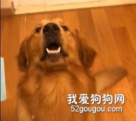 我懷疑二哈的魂上了我家金毛的身！