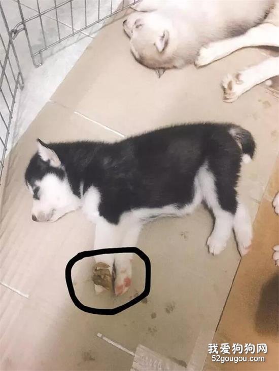 二哈生了一窩寶寶，看睡姿就知道一個比一個純！