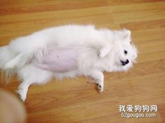 狗狗懷孕期間怎么喂養？