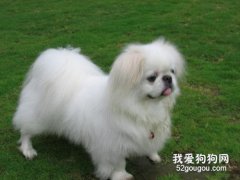 狗狗壽命排行榜!