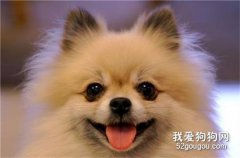 病狗和健康狗的區別？