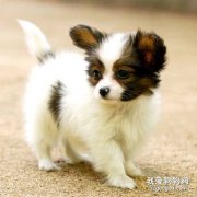 為什么狗狗遇到驚嚇的時候會尿尿？
