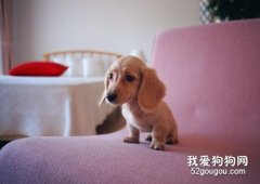 狗狗多大適合打疫苗？