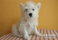 狗狗翻腸子怎么辦？