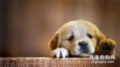 狗狗膽子小怎么辦？