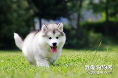 狗狗搖尾巴的意思是什么？