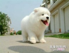 狗狗常用藥品有哪些？