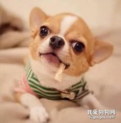 狗狗咬尾巴轉圈怎么回事？