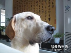 狗狗為什么會流口水？