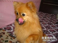 狗狗為什么會吃土？
