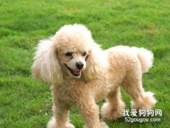 狗狗得風濕病的癥狀？