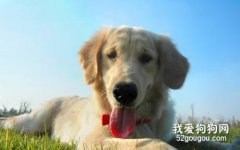家里養狗狗要常備哪些藥？