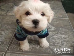 狗狗睡覺翻白眼是怎么回事？