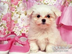 如何糾正狗狗護食的習慣？