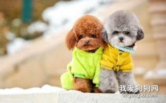 泰迪常見的病癥