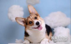 關于狗狗怎樣托運？