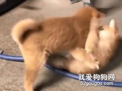 小柴犬偷偷打架，被麻麻發現后，它倆的姿勢...