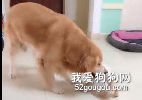 金毛寶寶欺負弟弟妹妹，金毛爸爸聽說話，無比霸氣的...