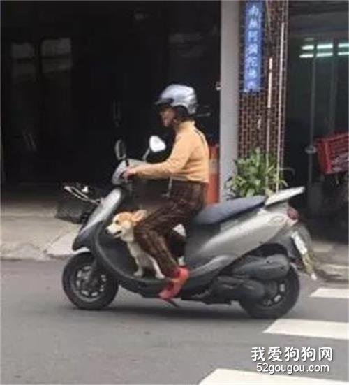 元旦帶狗回家，老媽特地騎車來接狗孫，親生兒子懵了：我咋辦？