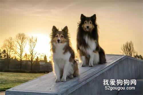 狗狗為什么甘愿為人類付出？科學家：它們以主人的快樂為生！
