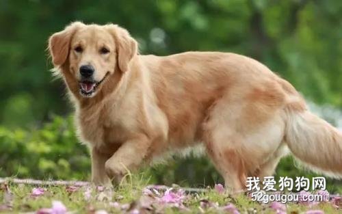 狗狗拉稀吐白沫，狗狗吐白沫拉稀
