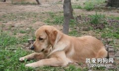 狗狗拉稀像泥漿，狗狗拉肚子吃土霉素