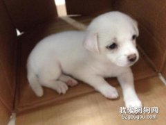 狗狗感染了細小怎么辦？
