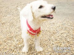 狗狗為什么喜歡在電線桿上尿尿？