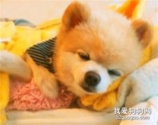 狗狗生病不吃東西怎么辦？