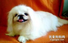 狗狗成長所需要的營養有哪些？