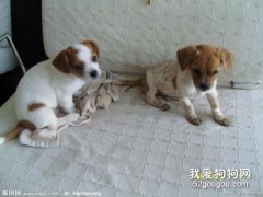 狗狗的過敏源有哪些？