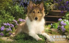 怎么給狗狗避孕？