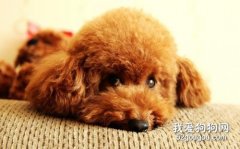 按體型泰迪可以分幾種？