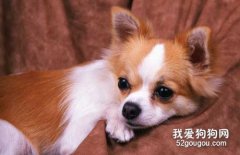狗狗有哮喘怎么辦？