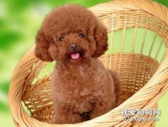 泰迪鼻子干怎么辦？