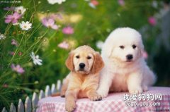 為什么新到家的狗狗容易生病？