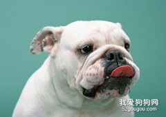 斗牛犬聰明嗎？