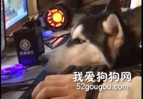 一位網友說帶二哈去吃雞，結果……
