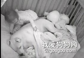 小女孩半夜起來幫狗狗蓋被子，這一幕剛好被監控記錄下來，超暖心....